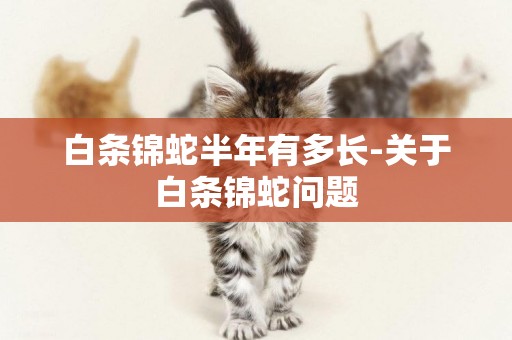 白條錦蛇半年有多長-關于白條錦蛇問題