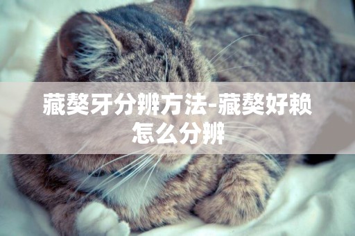 藏獒牙分辨方法-藏獒好賴怎么分辨