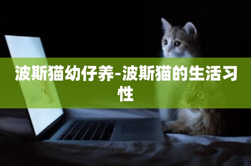 波斯貓幼仔養-波斯貓的生活習性