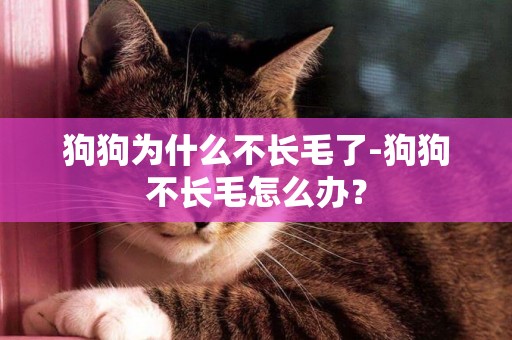 狗狗為什么不長毛了-狗狗不長毛怎么辦？