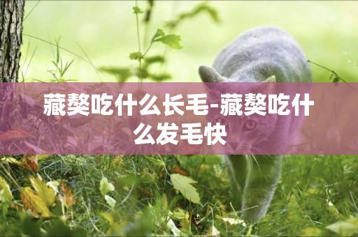 藏獒吃什么長毛-藏獒吃什么發毛快