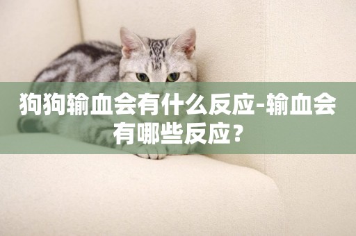 狗狗輸血會有什么反應-輸血會有哪些反應？