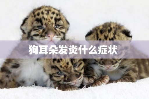 狗耳朵發炎什么癥狀 