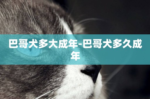 巴哥犬多大成年-巴哥犬多久成年