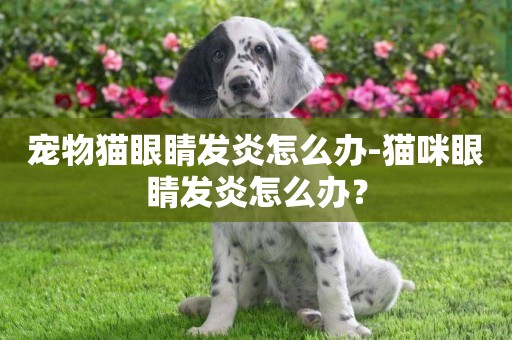 寵物貓眼睛發炎怎么辦-貓咪眼睛發炎怎么辦？