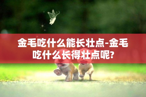 金毛吃什么能長壯點-金毛吃什么長得壯點呢?