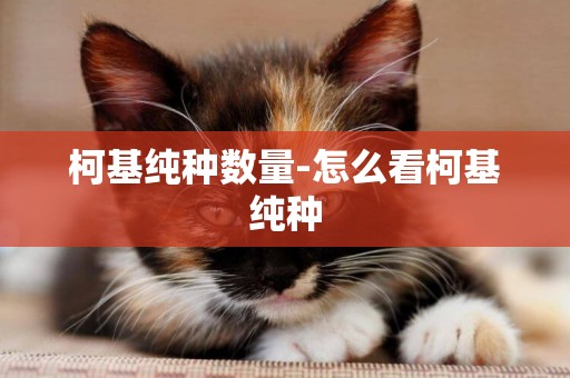 柯基純種數量-怎么看柯基純種