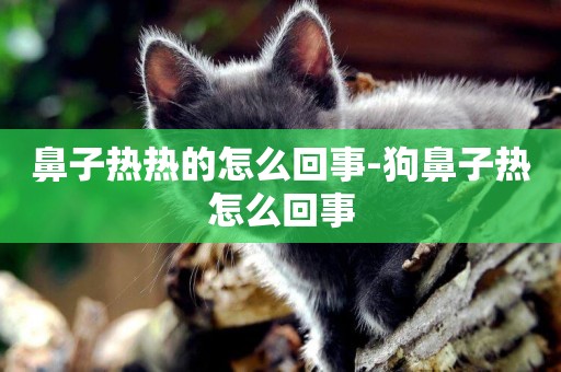 鼻子熱熱的怎么回事-狗鼻子熱怎么回事