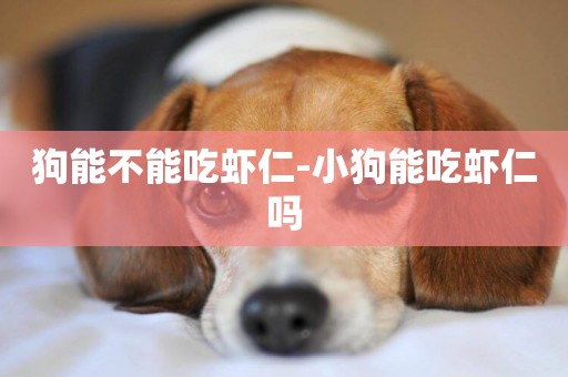 狗能不能吃蝦仁-小狗能吃蝦仁嗎