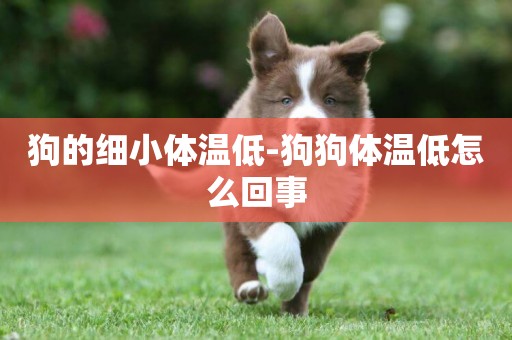 狗的細小體溫低-狗狗體溫低怎么回事