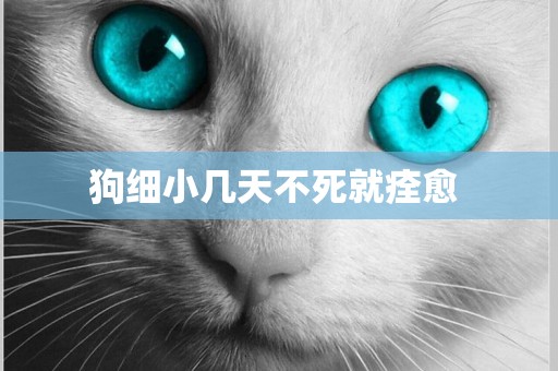 狗細小幾天不死就痊愈 