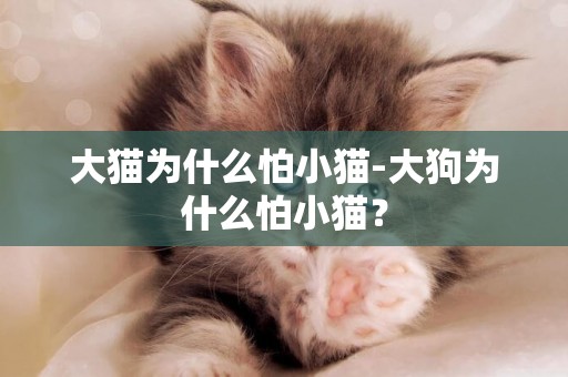 大貓為什么怕小貓-大狗為什么怕小貓？