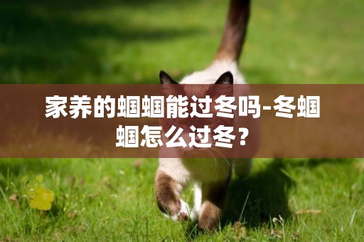 家養的蟈蟈能過冬嗎-冬蟈蟈怎么過冬？
