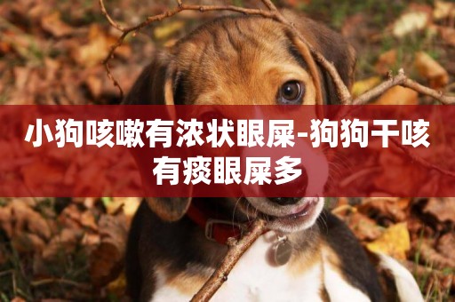 小狗咳嗽有濃狀眼屎-狗狗干咳有痰眼屎多