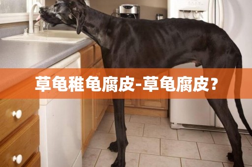 草龜稚龜腐皮-草龜腐皮？