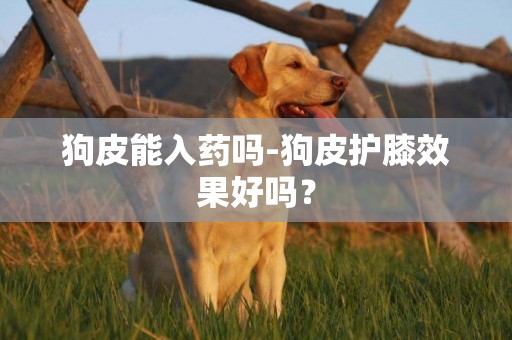 狗皮能入藥嗎-狗皮護膝效果好嗎？