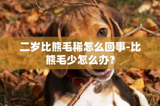二歲比熊毛稀怎么回事-比熊毛少怎么辦？