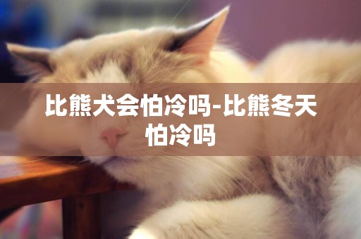 比熊犬會怕冷嗎-比熊冬天怕冷嗎