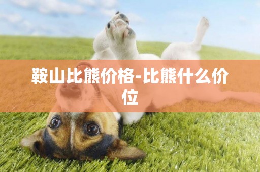 鞍山比熊價格-比熊什么價位