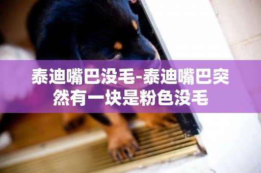 泰迪嘴巴沒毛-泰迪嘴巴突然有一塊是粉色沒毛