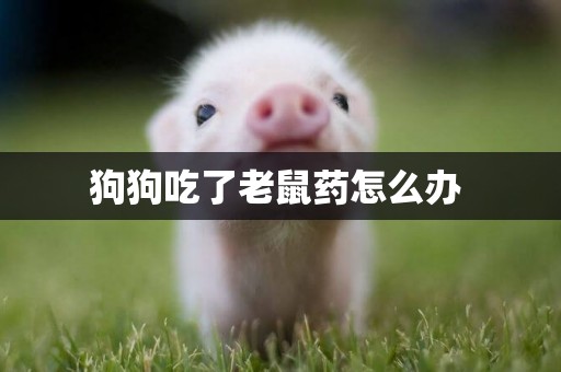 狗狗吃了老鼠藥怎么辦 