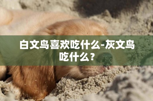 白文鳥喜歡吃什么-灰文鳥吃什么？