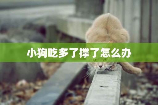 小狗吃多了撐了怎么辦