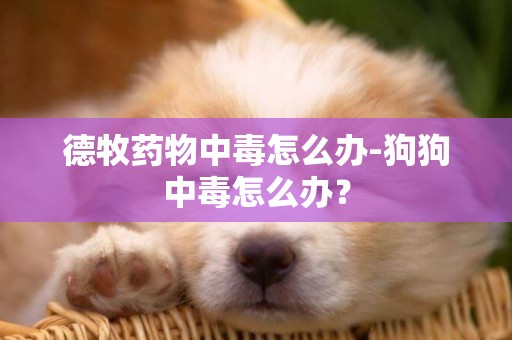 德牧藥物中毒怎么辦-狗狗中毒怎么辦？