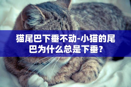 貓尾巴下垂不動-小貓的尾巴為什么總是下垂？