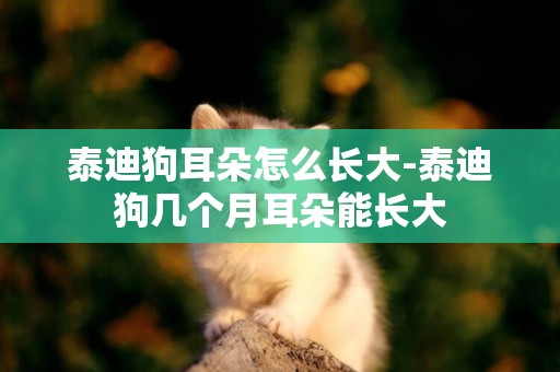 泰迪狗耳朵怎么長大-泰迪狗幾個月耳朵能長大
