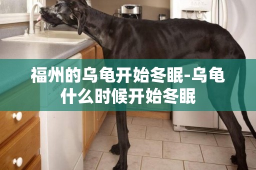 福州的烏龜開始冬眠-烏龜什么時候開始冬眠