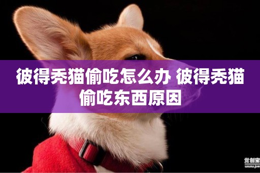 彼得禿貓偷吃怎么辦 彼得禿貓偷吃東西原因
