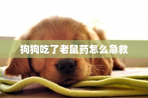 狗狗吃了老鼠藥怎么急救