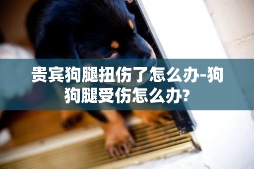 貴賓狗腿扭傷了怎么辦-狗狗腿受傷怎么辦?