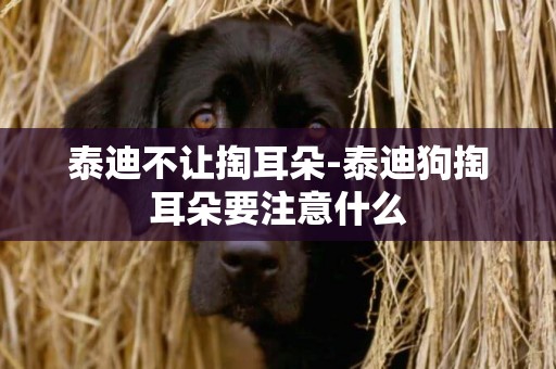 泰迪不讓掏耳朵-泰迪狗掏耳朵要注意什么