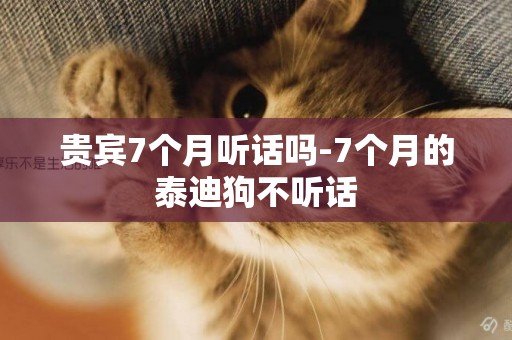 貴賓7個月聽話嗎-7個月的泰迪狗不聽話