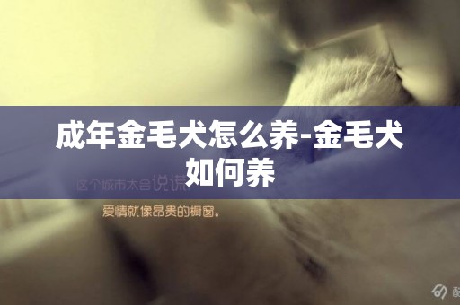 成年金毛犬怎么養-金毛犬如何養