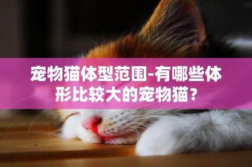 寵物貓體型范圍-有哪些體形比較大的寵物貓？