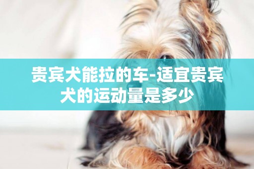 貴賓犬能拉的車-適宜貴賓犬的運動量是多少