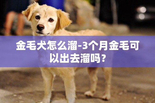 金毛犬怎么溜-3個月金毛可以出去溜嗎？
