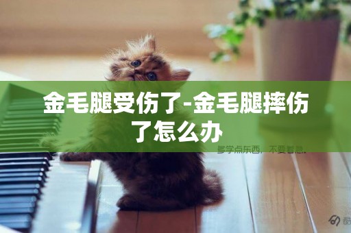 金毛腿受傷了-金毛腿摔傷了怎么辦