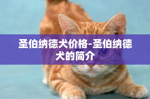 圣伯納德犬價格-圣伯納德犬的簡介