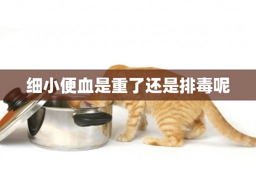 細小便血是重了還是排毒呢