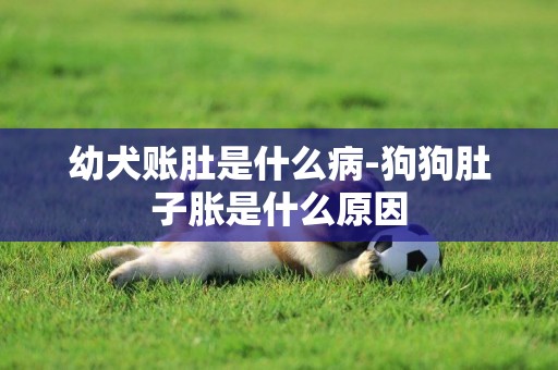 幼犬賬肚是什么病-狗狗肚子脹是什么原因