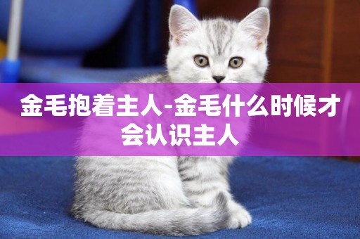 金毛抱著主人-金毛什么時候才會認識主人