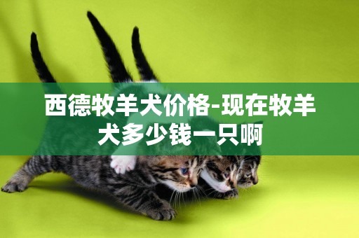 西德牧羊犬價格-現在牧羊犬多少錢一只啊