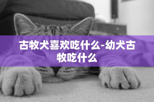 古牧犬喜歡吃什么-幼犬古牧吃什么