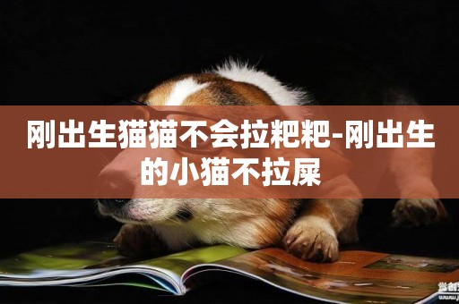 剛出生貓貓不會拉粑粑-剛出生的小貓不拉屎