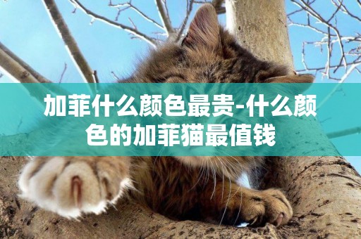 加菲什么顏色最貴-什么顏色的加菲貓最值錢