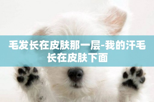 毛發長在皮膚那一層-我的汗毛長在皮膚下面